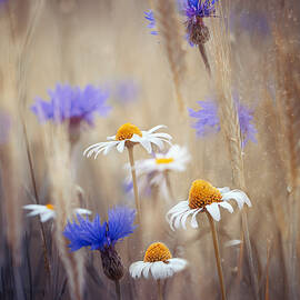 Meadow Flowers by Magda Bognar