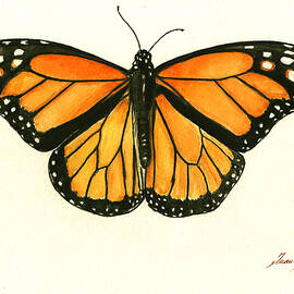 Monarch butterfly by Juan Bosco