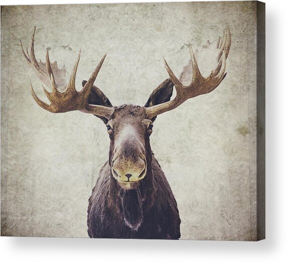 Moose Acrylic Print