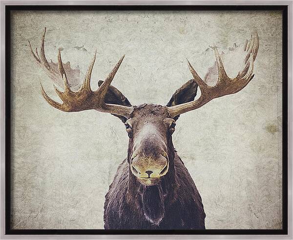 Moose Framed Canvas Print