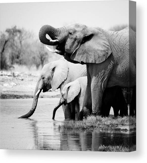 Namibia Elephants Canvas Art Print by Nina Papiorek