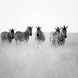 Namibia Zebras II by Nina Papiorek