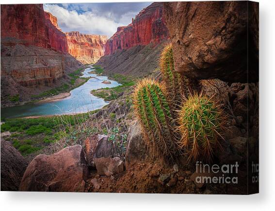Nankoweap Cactus Canvas Art Print by Inge Johnsson