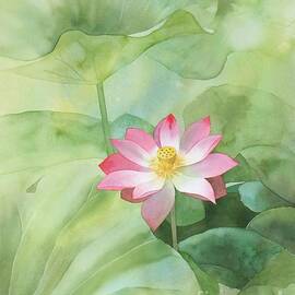 Nelumbo by Robert Hooper