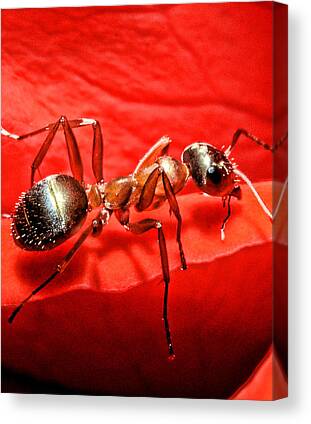 Ant Canvas Prints for Sale