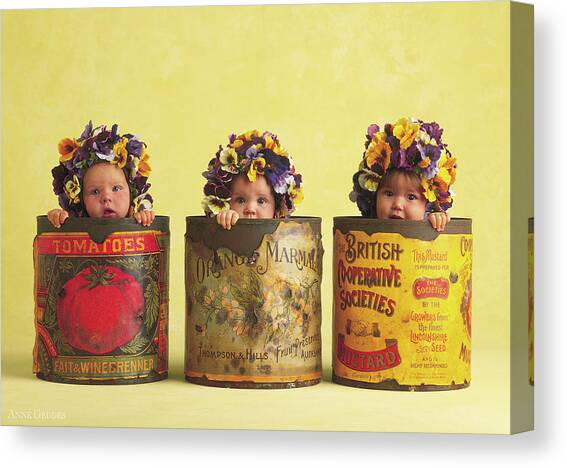 Pansy Tins Canvas Art Print by Anne Geddes