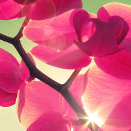 Passionato by Amy Tyler