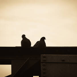 Pigeon and Steel by Bob Orsillo Studio d'artista