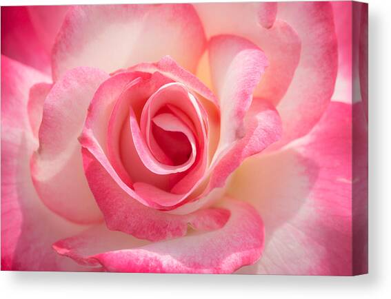 Pink Cotton Candy Rose Canvas Art Print by Ana V Ramirez