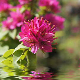 Pink Flowers by Aged Pixel