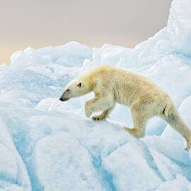 Polar Bear At Svalbard by Joan Gil Raga