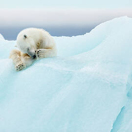 Polar Bear Grooming by Joan Gil Raga