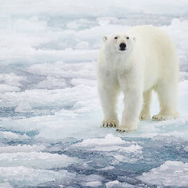 Polar Bear by Kencanning