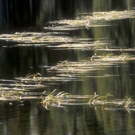 Pond and Grass Abstract by Sandra Bronstein