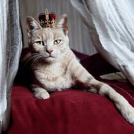Portrait Of White Cat With Crown On Head by By Sigi Kolbe