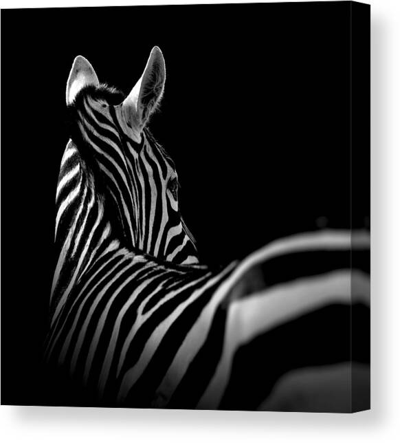 Portrait of Zebra in black and white II Canvas Art Print by Lukas Holas
