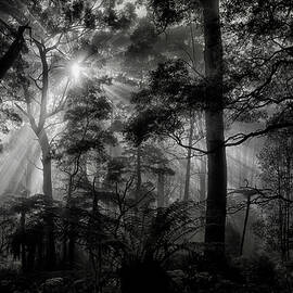 Primary Forest by Mathilde Guillemot