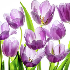 Purple Tulips by Rebecca Cozart