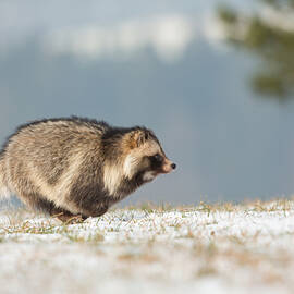 Raccoon Dog by Milan Zygmunt