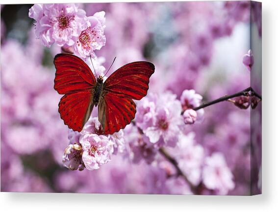 Red butterfly on plum  blossom branch Canvas Art Print by Garry Gay