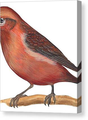 Crossbill Canvas Prints for Sale