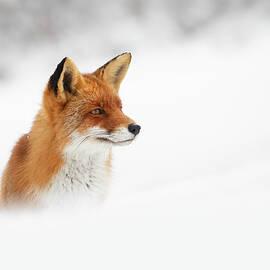 Red Fox out of the Blue by Roeselien Raimond