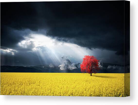 Red Tree on Canola meadow Canvas Art Print by Bess Hamiti