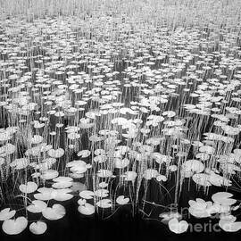 Reeds and Lily Pads by Janet Burdon