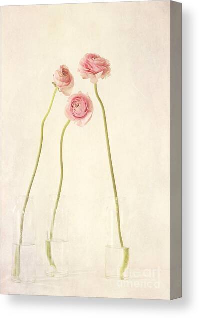 Renoncules Canvas Art Print by Priska Wettstein