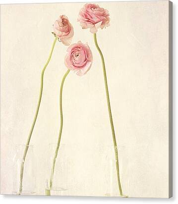 Renoncules Canvas Print