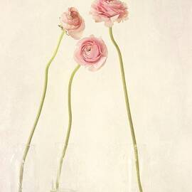 renoncules by Priska Wettstein