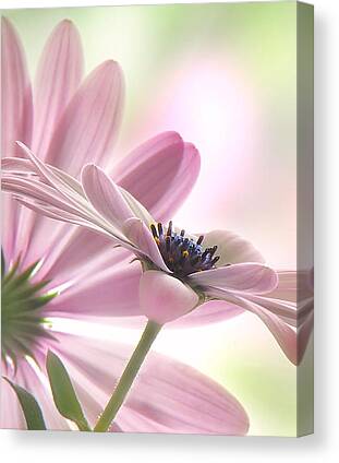 Daisy Canvas Prints for Sale
