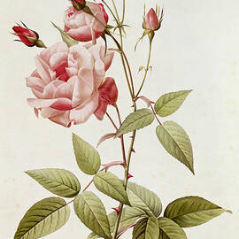Rosa Indica Vulgaris by Pierre Joseph Redoute