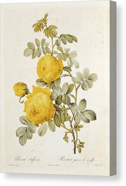 Rosa Sulfurea Canvas Art Print by Pierre Redoute