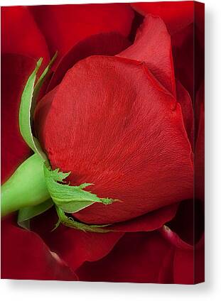 Roses Canvas Prints for Sale