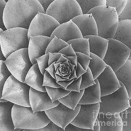 Rosette of Succulent - Aeonium Holochrysum by Horst P Horst