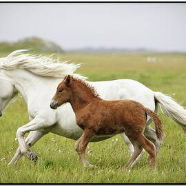 Running Horses by Gigja Einarsdottir