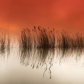 Serenity by Rui David