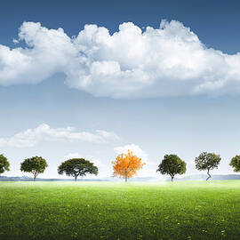 Seven Trees by Bess Hamiti