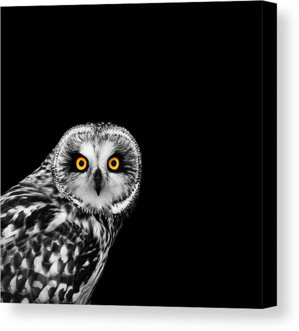 Short-Eared Owl Canvas Art Print by Mark Rogan
