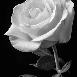 Single White Rose Black And White by Garry Gay