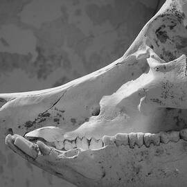 Slackjaw by Skip Hunt