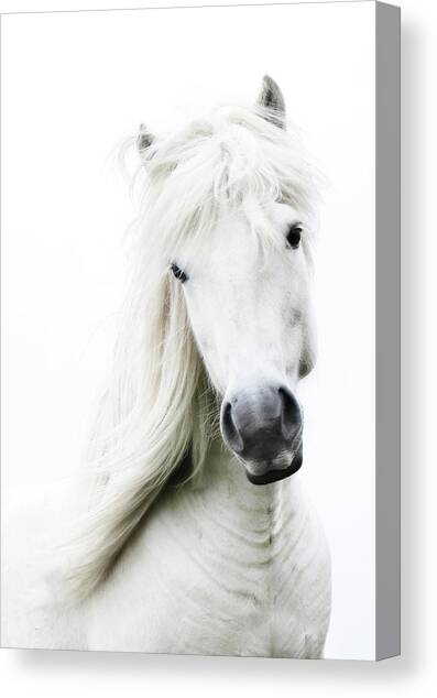 Snowhite Canvas Art Print by Gigja Einarsdottir