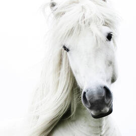 Snowhite by Gigja Einarsdottir