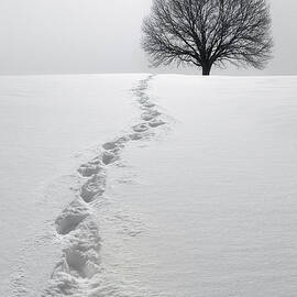 Snowy Path by Diane Diederich