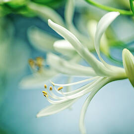 Soft White by Nailia Schwarz