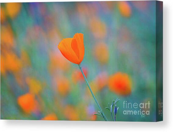 Spring Poppy Canvas Art Print by Anthony Michael Bonafede