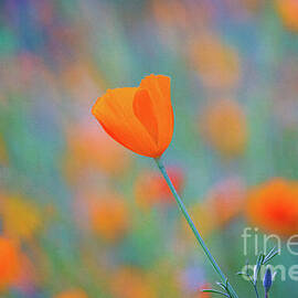 Spring Poppy by Anthony Michael Bonafede