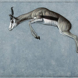 Springbok by James W Johnson