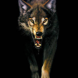 Stalking Wolf by MGL Licensing